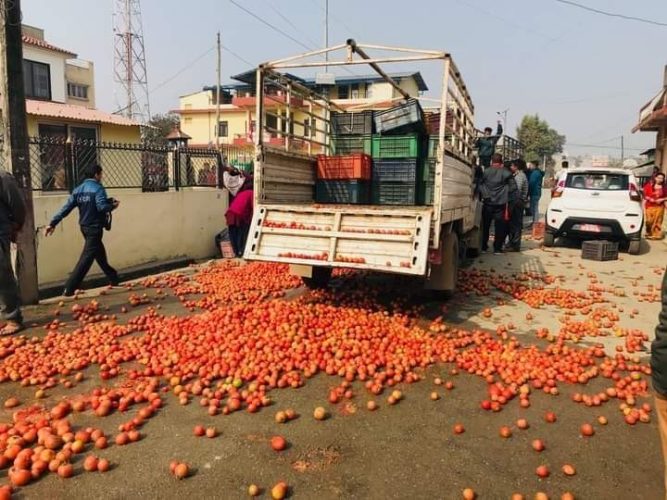 वर्दघाट नगरपालिकामा किसानले फाले गोलभेडा