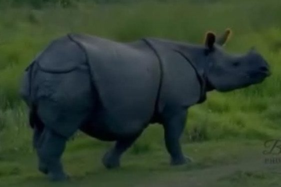 गैडाको आक्रमणमा परि नवलपुरमा एक घाइते