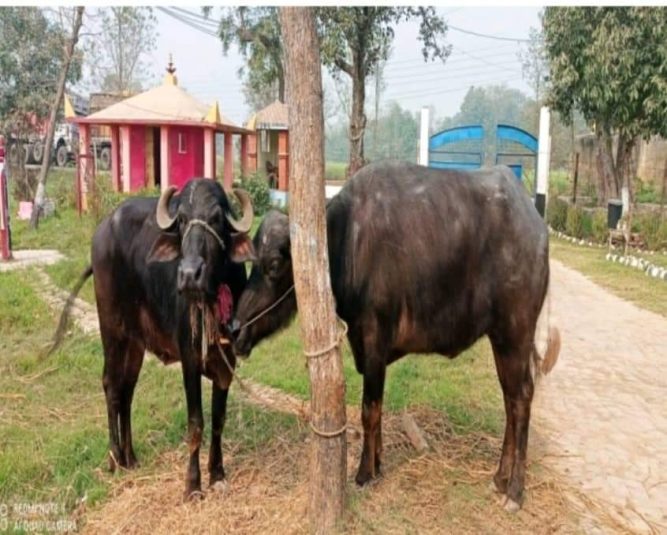 पश्चिम नवलपरासीमा ८० हजार मुल्य बराबरका २ वटा राँगा  बरामद