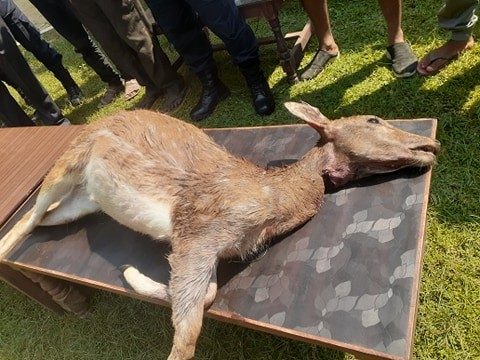 बाँकेमा मरेको चित्तलसहित २ जना पक्राउ