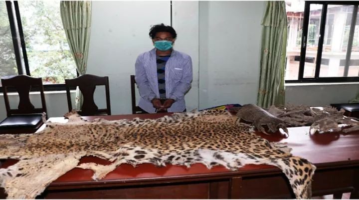 पोखरामा बाघको छाला र सालक सहित युवक पक्राउ